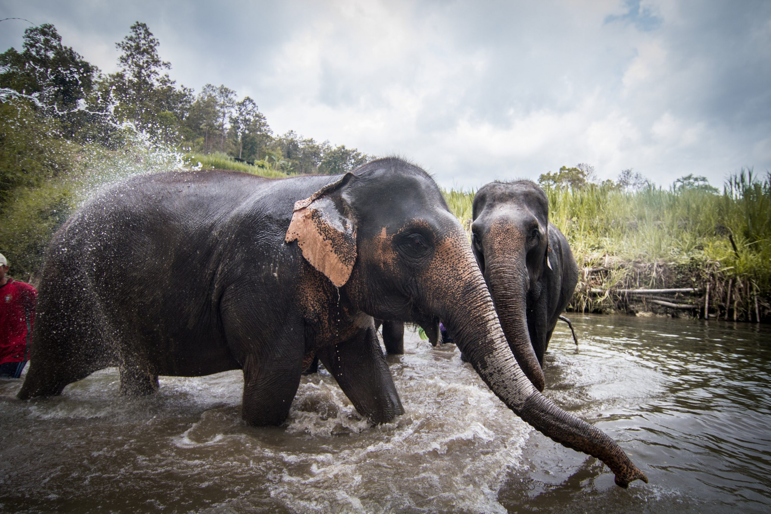 Elephants in Thailand
